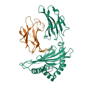 Anti-CYP2C18 Rabbit Polyclonal Antibody for WB, ELISA - P33260