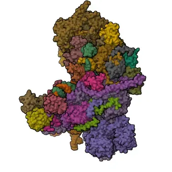 Anti-SRRM1 Polyclonal Antibody for WB, IHC-P, ELISA - Q8IYB3