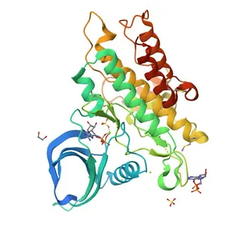 BMPR2 Rabbit pAb for WB, IF/ICC, ELISA - Q13873