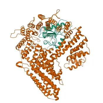 Anti-NAA25 Polyclonal Antibody for WB and ELISA - Q14CX7