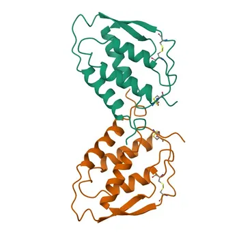 Anti-CSF2 Rabbit Polyclonal Antibody for WB, IF/ICC, ELISA - P04141