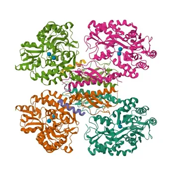 Anti-Urocortin-2 (UCN2) Rabbit Polyclonal Antibody for WB and ELISA - Q96RP3