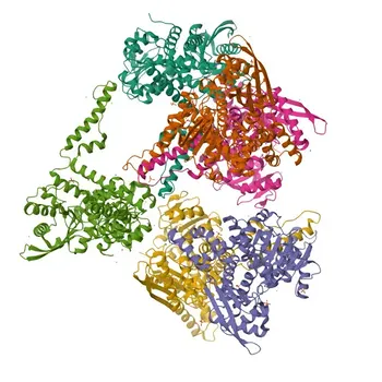 Anti-GLUD2 Rabbit Polyclonal Antibody - P49448