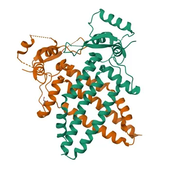 Anticorpo Policlonale Anti-TFAP2B per WB, ELISA - Q92481