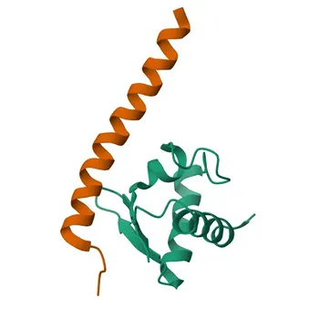 Anticorpo policlonale Anti-CHMP6 per WB, IF/ICC, ELISA - Q96FZ7