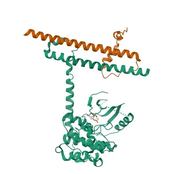 Anti-SAV1 Polyclonal Antibody for WB, ELISA - Q9H4B6