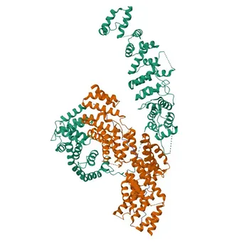 Anti-CNOT1 Rabbit Polyclonal Antibody for WB, IF/ICC, ELISA - A5YKK6