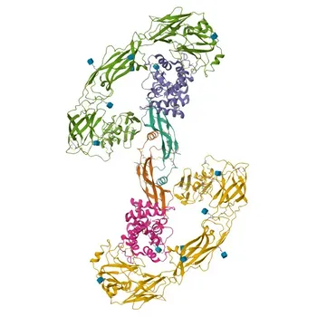 Anti-GFRA3 Rabbit Polyclonal Antibody for WB and ELISA - O60609