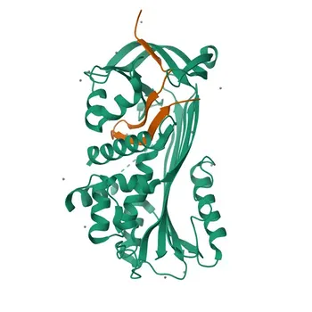 Anti-SERPINB9 (PI9/CAP-3) Rabbit Polyclonal Antibody for WB, IF/ICC, ELISA - P50453