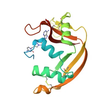 Anti-RNASE2 Rabbit Polyclonal Antibody for WB, IF-P, ELISA - P10153