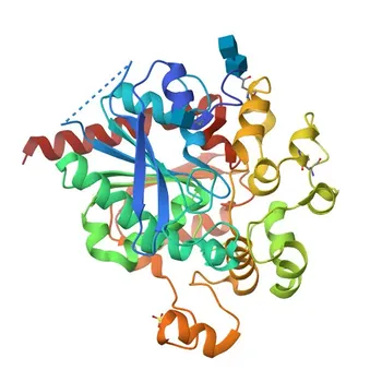 Anticorps polyclonal anti-LIPA pour WB, ELISA - P38571