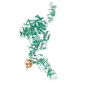 Anti-FZD7 Rabbit Polyclonal Antibody for WB, ELISA - O75084