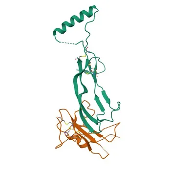 Anti-INHBB Rabbit Polyclonal Antibody for WB, ELISA - P09529