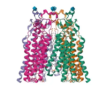 Anticorps Polyclonal Anti-PPAP2A pour WB, ELISA - O14494