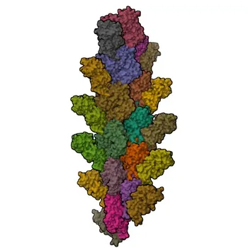 Anti-L-Plastin/LCP1 Polyclonal Antibody for WB, IP, ELISA - P13796