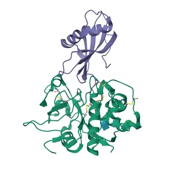 CSTA Rabbit pAb - P01040