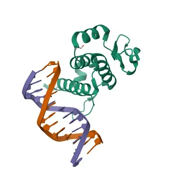 Anti-BANP Polyclonal Antibody for WB, ELISA - Q8N9N5