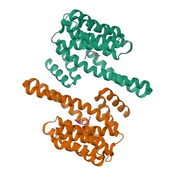 Anticorpo policlonale anti-YWHAH per WB, IF/ICC, ELISA - Q04917