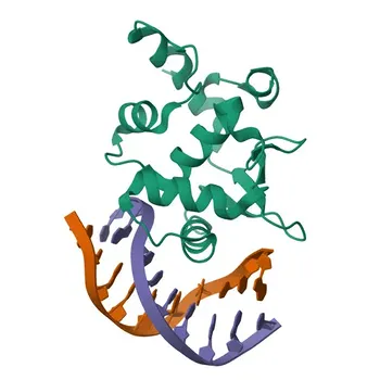 Anti-ETS2 Polyclonal Antibody for WB, IF/ICC, ELISA - P15036