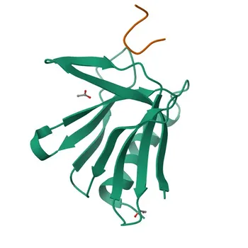 Anticorpo policlonale coniglio anti-ADRM1 per WB, IHC-P, IF/ICC, ELISA - Q16186