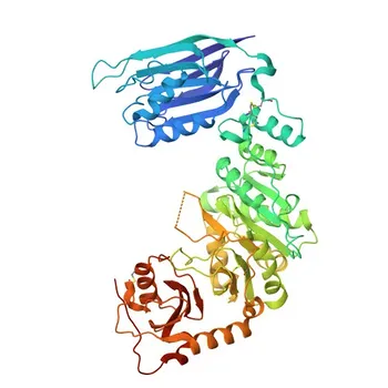 Anti-POMGNT1 Rabbit Polyclonal Antibody for WB, ELISA - Q8WZA1