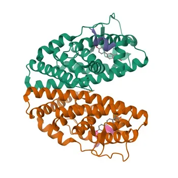 Anti-Estrogen Receptor beta Rabbit Polyclonal Antibody for WB, ELISA - Q92731