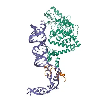 Anti-ZCCHC11 Polyclonal Antibody for WB, IF/ICC, ELISA - Q5TAX3