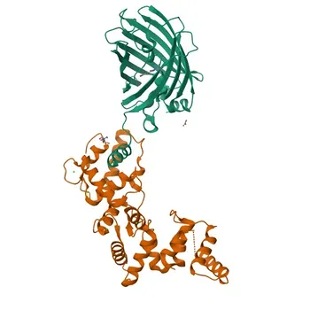 Anti-Secretagogin (SCGN) Rabbit Monoclonal Antibody for WB, IHC-P, ELISA - O76038
