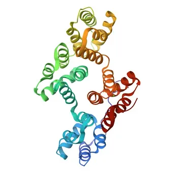 Annexin A4/Annexin IV Rabbit Polyclonal Antibody for WB, ELISA - P09525