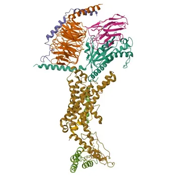 Anti-CGRP Polyclonal Antibody for WB, IF/ICC, IHC-P, ELISA - P01258 / P06881