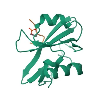 Anti-FER Polyclonal Antibody for WB and ELISA - P16591