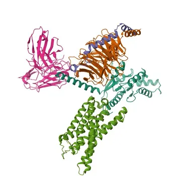 Anti-GPR17 Rabbit Polyclonal Antibody for WB, ELISA - Q13304