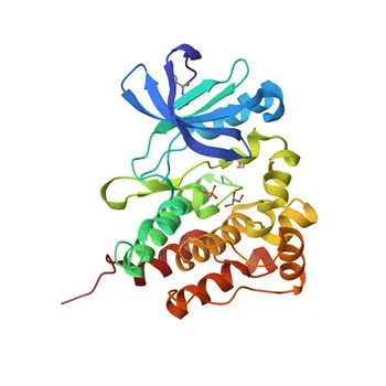 Anti-PTK6 Polyclonal Antibody for WB, IF/ICC, ELISA - Q13882