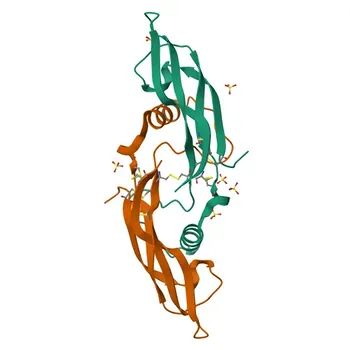 Anti-ARTN Rabbit Polyclonal Antibody for WB, ELISA - Q5T4W7