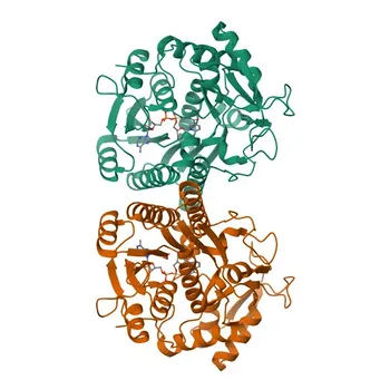 Anticorpo Policlonale Anti-GALE (UDP-glucosio 4-epimerasi) per WB, IHC-P, ELISA - Q14376