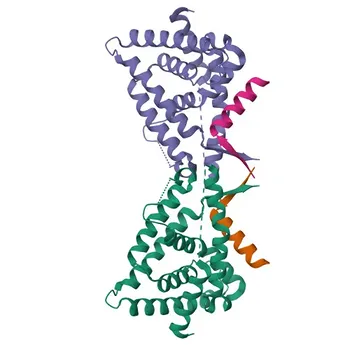 Anti-Rev-Erbα/NR1D1 Rabbit Monoclonal Antibody for WB, IF/ICC, IF-P, ELISA - P20393