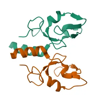 Anticorpo policlonale Anti-TRIM23 per WB, IF/ICC, ELISA - P36406