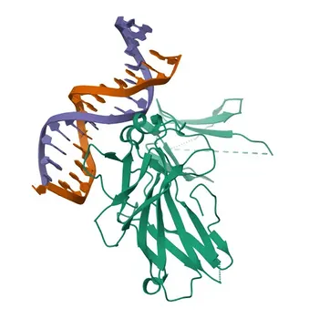 NFATC2 Rabbit pAb - Q13469