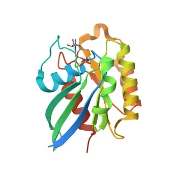 Anti-RAB31 Polyclonal Antibody for WB, ELISA - Q13636