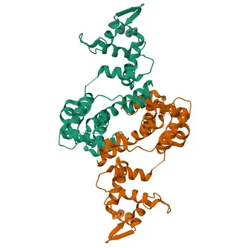 Anti-SLC25A12 Anticorpo Monoclonal de Coelho para WB, IF-P, IHC-P, IP, ELISA - O75746