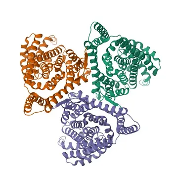 Anti-SLC1A1 Rabbit Polyclonal Antibody for WB, IF-P, ELISA - P43005