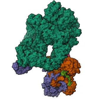 Anti-POLL Rabbit Polyclonal Antibody for WB, ELISA - Q9UGP5
