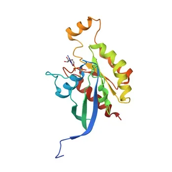 Anti-TC10/RHOQ Monoclonal Antibody for WB, IHC-P, ELISA - P17081