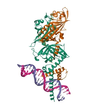 Anti-EPAS1/HIF2α Polyclonal Antibody for WB, IHC-P, IF/ICC, ELISA - Q99814