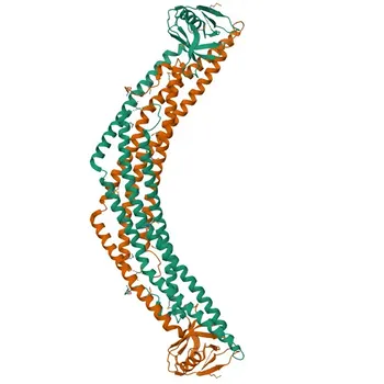 Anti-APPL1 Rabbit Polyclonal Antibody for WB, ELISA - Q9UKG1