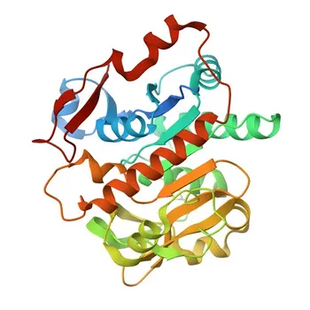 Anti-GGH Polyclonal Antibody for WB, ELISA - Q92820