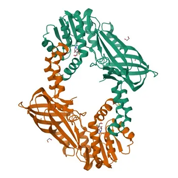 Anticorpo policlonale Anti-PRMT6 per WB, IF/ICC, ELISA - Q96LA8