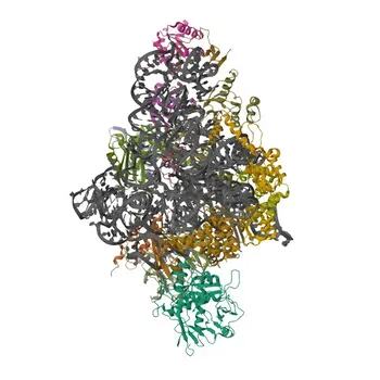Anti-EIF3G Polyclonal Antibody for WB, IF/ICC, ELISA - O75821