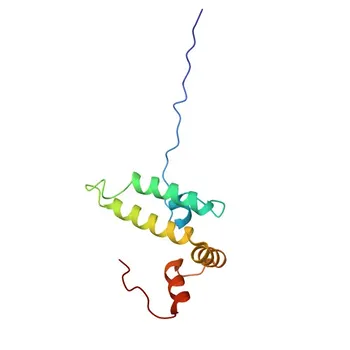 Anti-DNAJC12 Monoclonal Antibody for WB, ELISA - Q9UKB3