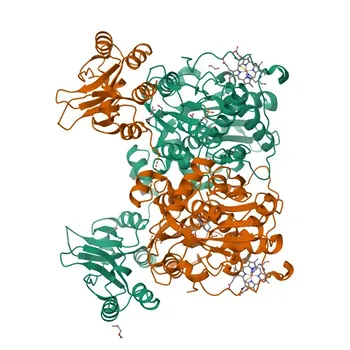 Anticorpo Monoclonal Anti-Cistationina Beta-Sintase (CBS) para WB, IHC-P, IF/ICC, ELISA - P35520